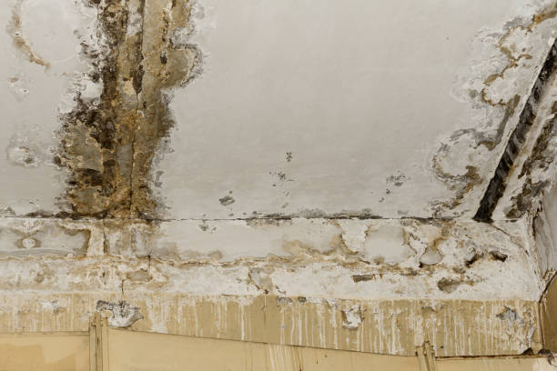 Best Commercial Mold Inspection  in Avery Creek, NC