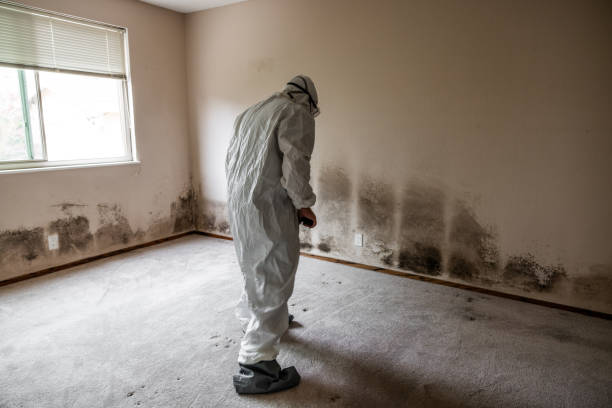 Best Residential Mold Inspection & Testing  in Avery Creek, NC