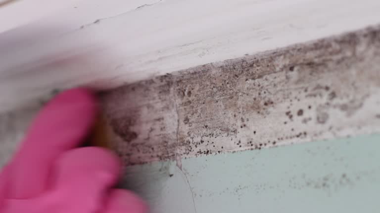 Best Basement Mold Removal  in Avery Creek, NC